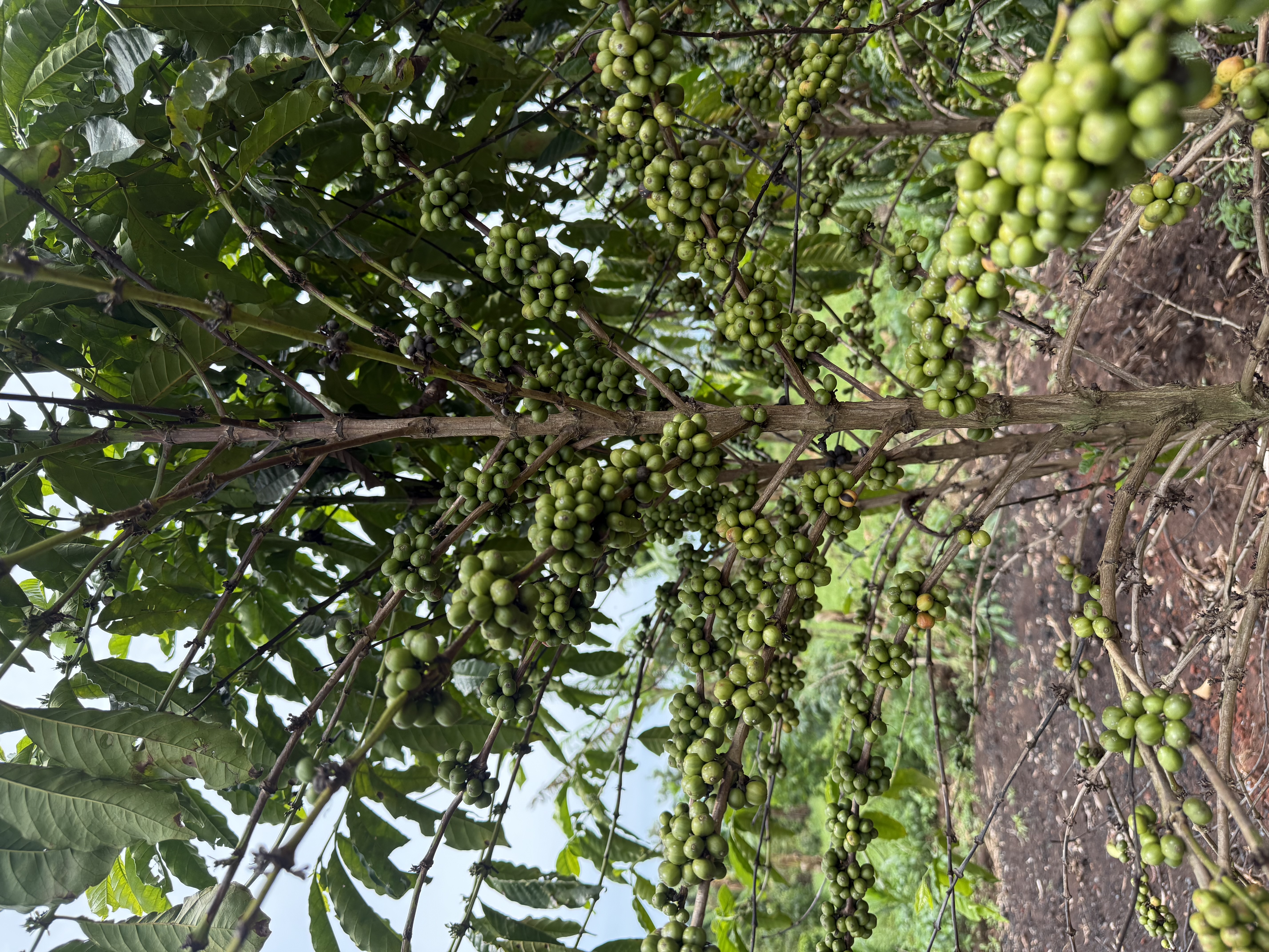 Coffee cherries and beans